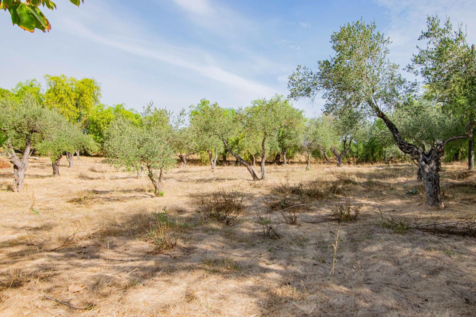 7 bedroom Finca/Country House for sale in Mairena del Aljarafe with pool - € 800,000 (Ref: 9330689)