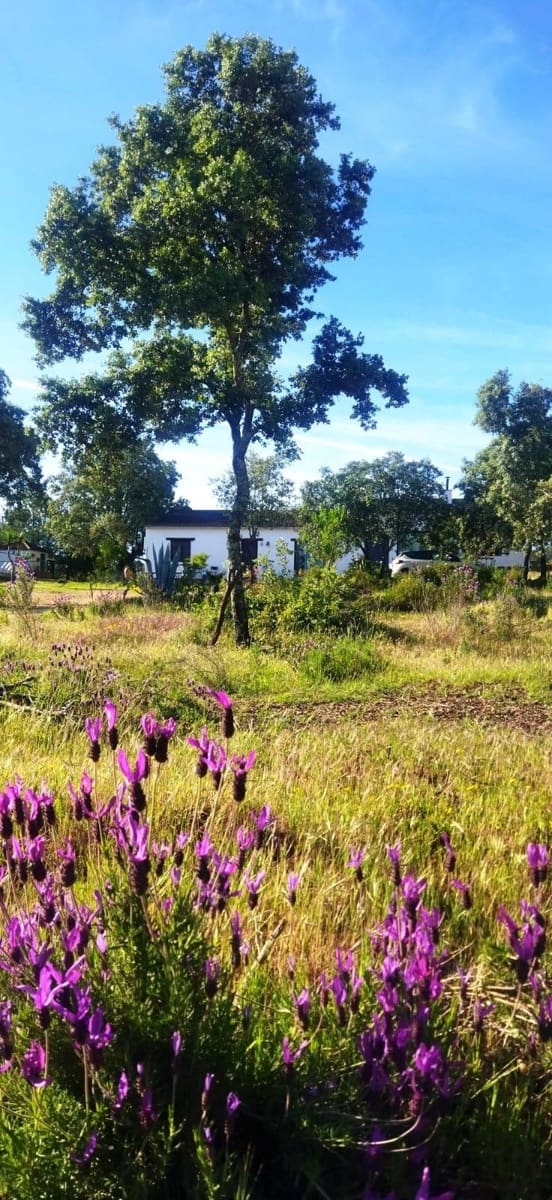 6 slaapkamer Finca/Landhuis te koop in El Ronquillo met zwembad - € 290.000 (Ref: 9663780)