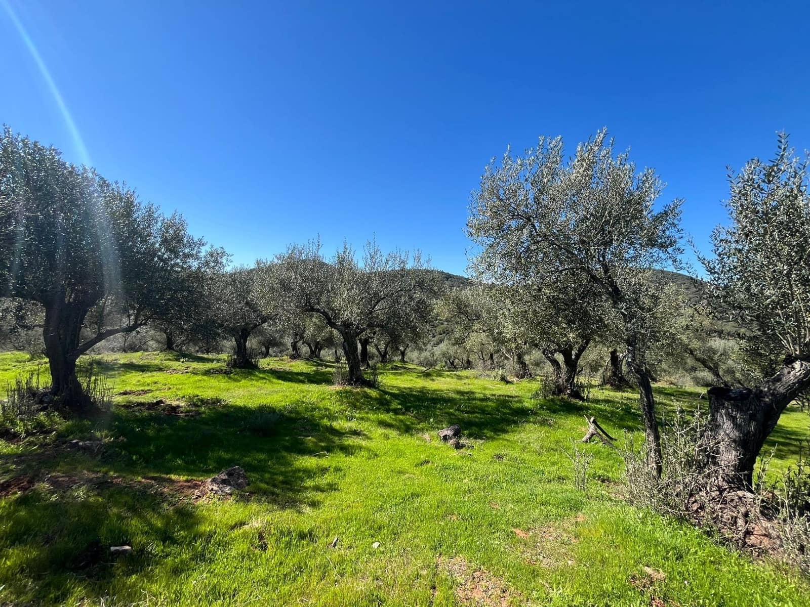Undeveloped Land for sale in Zufre - € 130,000 (Ref: 9735656)