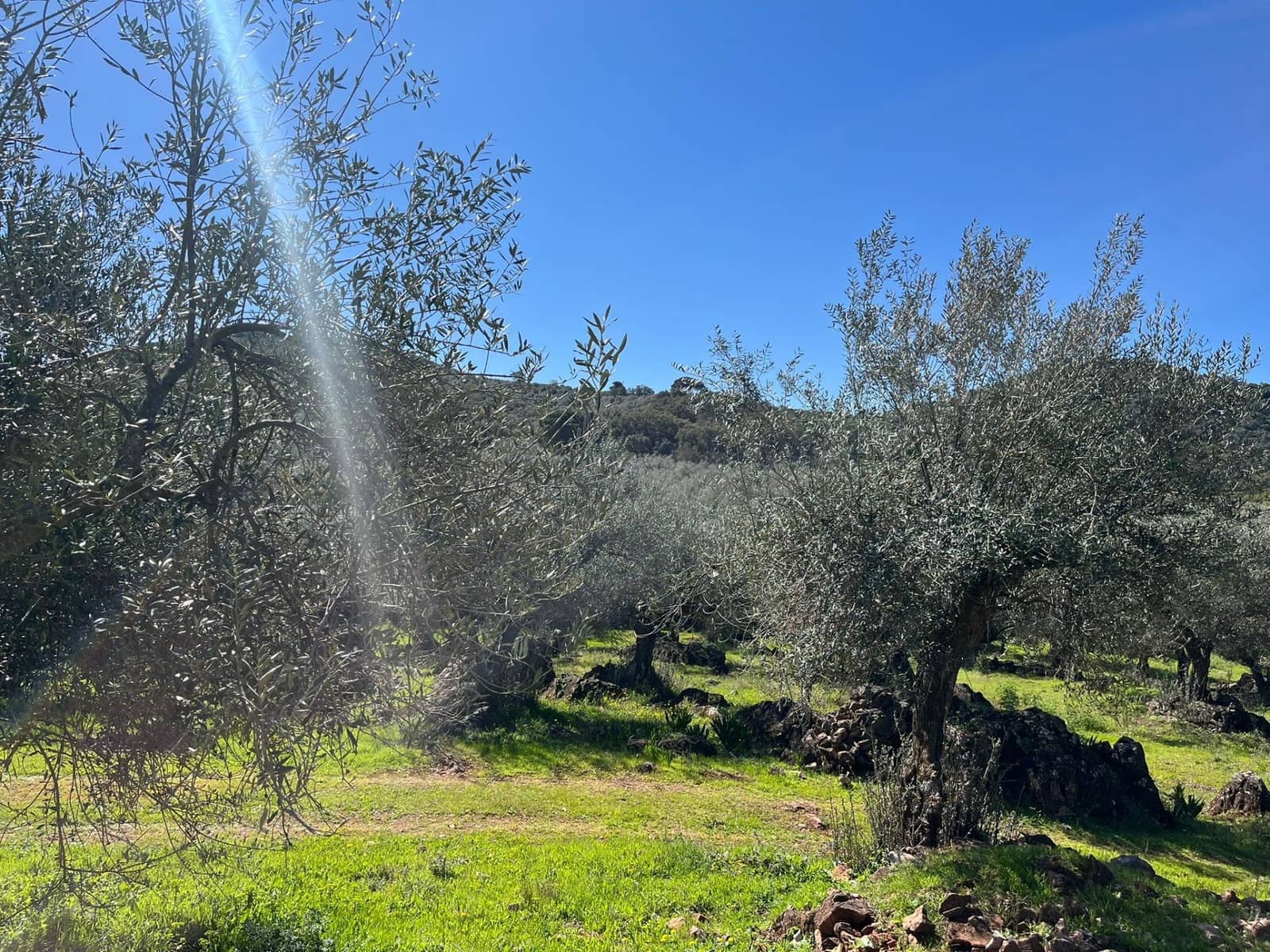 Undeveloped Land for sale in Zufre - € 130,000 (Ref: 9735656)