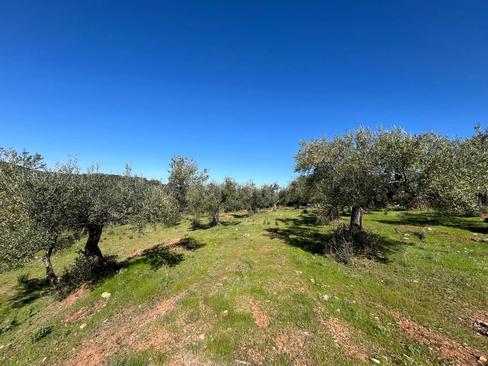 Undeveloped Land for sale in Zufre - € 130,000 (Ref: 9735656)