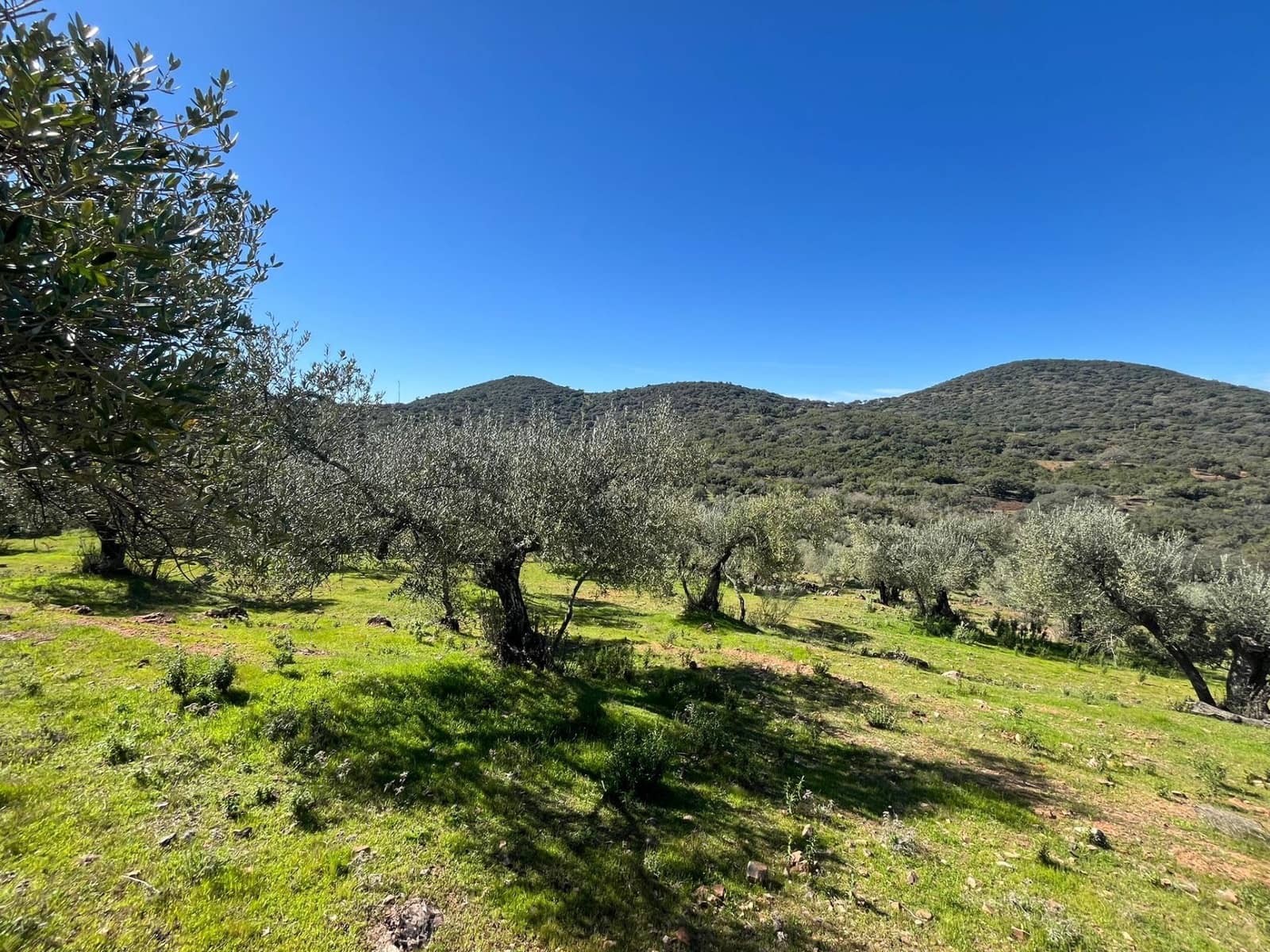 Undeveloped Land for sale in Zufre - € 130,000 (Ref: 9735656)