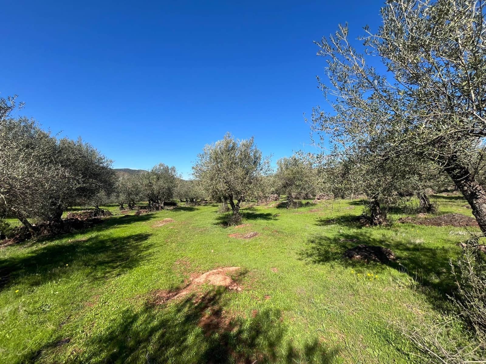 Undeveloped Land for sale in Zufre - € 130,000 (Ref: 9735656)