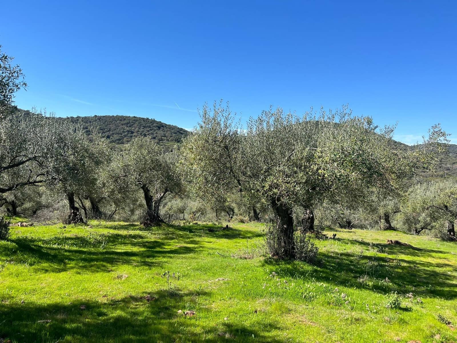 Undeveloped Land for sale in Zufre - € 130,000 (Ref: 9735656)