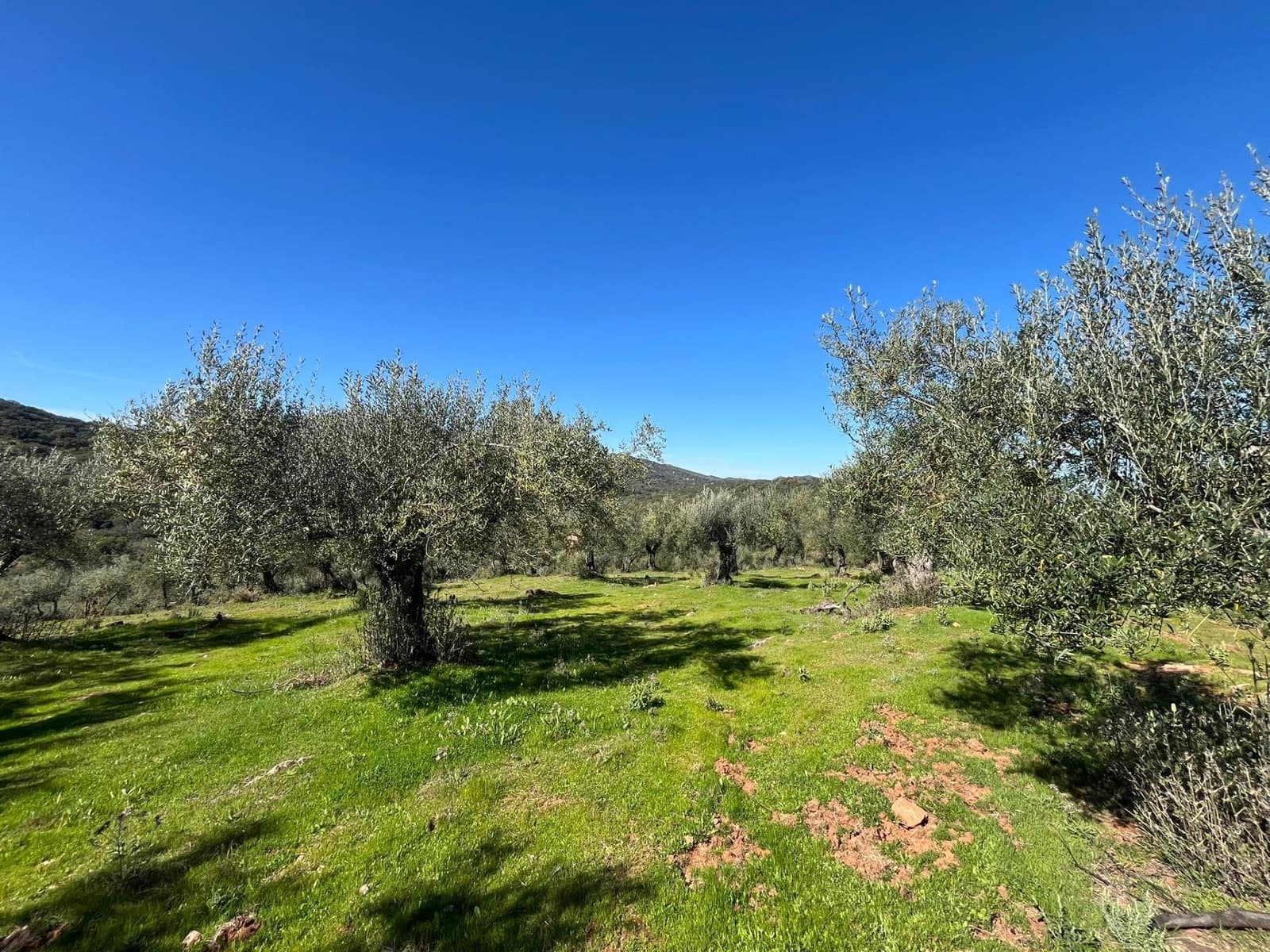 Undeveloped Land for sale in Zufre - € 130,000 (Ref: 9735656)