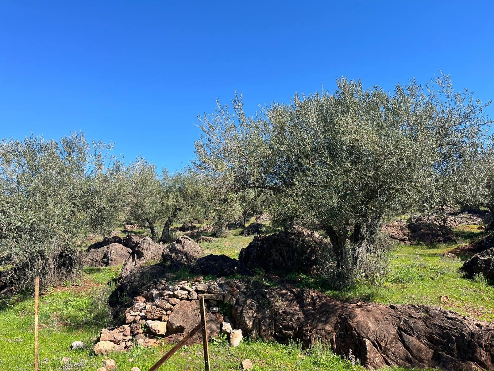 Undeveloped Land for sale in Zufre - € 130,000 (Ref: 9735656)