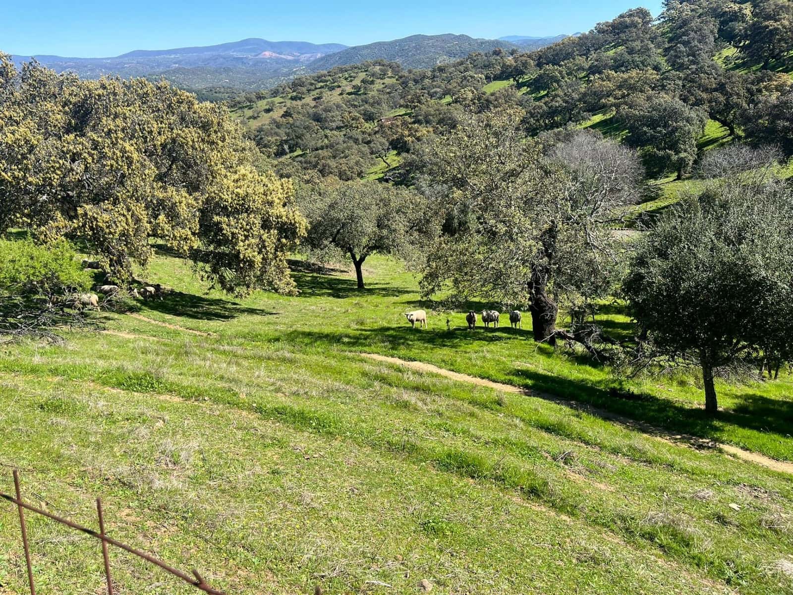 Undeveloped Land for sale in Zufre - € 335,000 (Ref: 9738633)