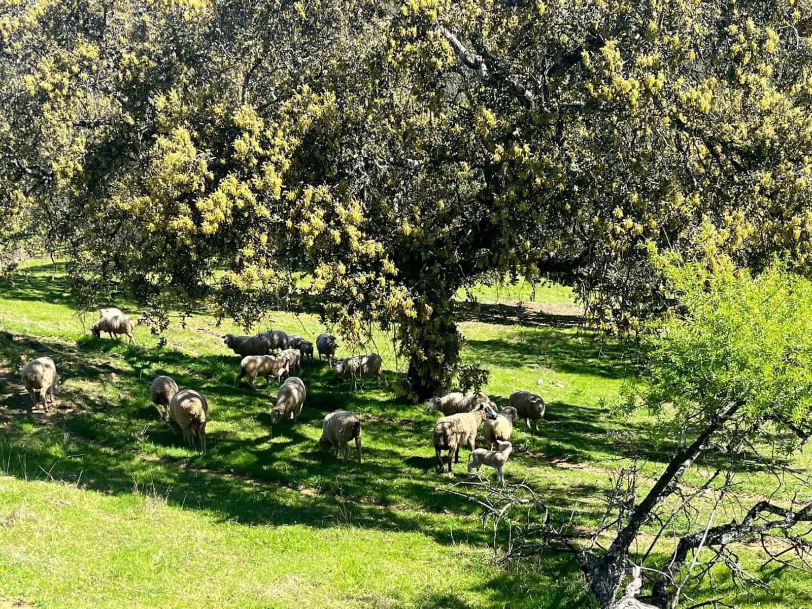 Undeveloped Land for sale in Zufre - € 335,000 (Ref: 9738633)