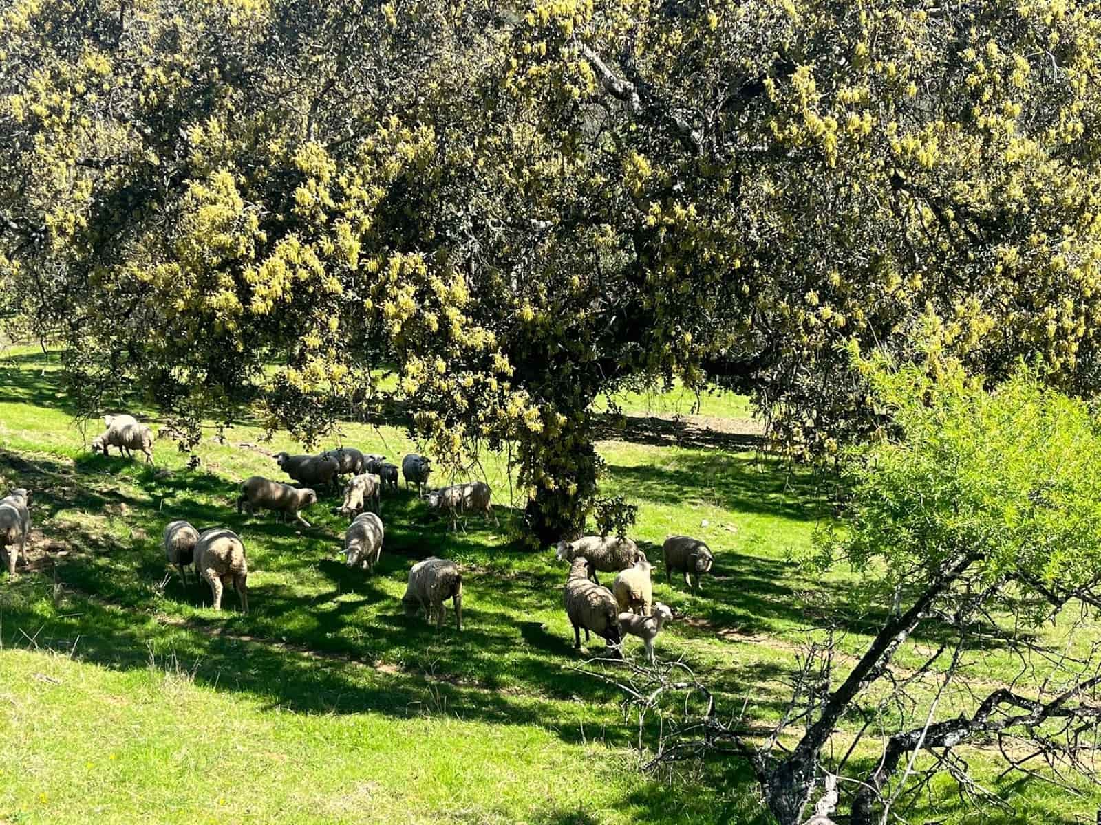 Undeveloped Land for sale in Zufre - € 335,000 (Ref: 9738633)