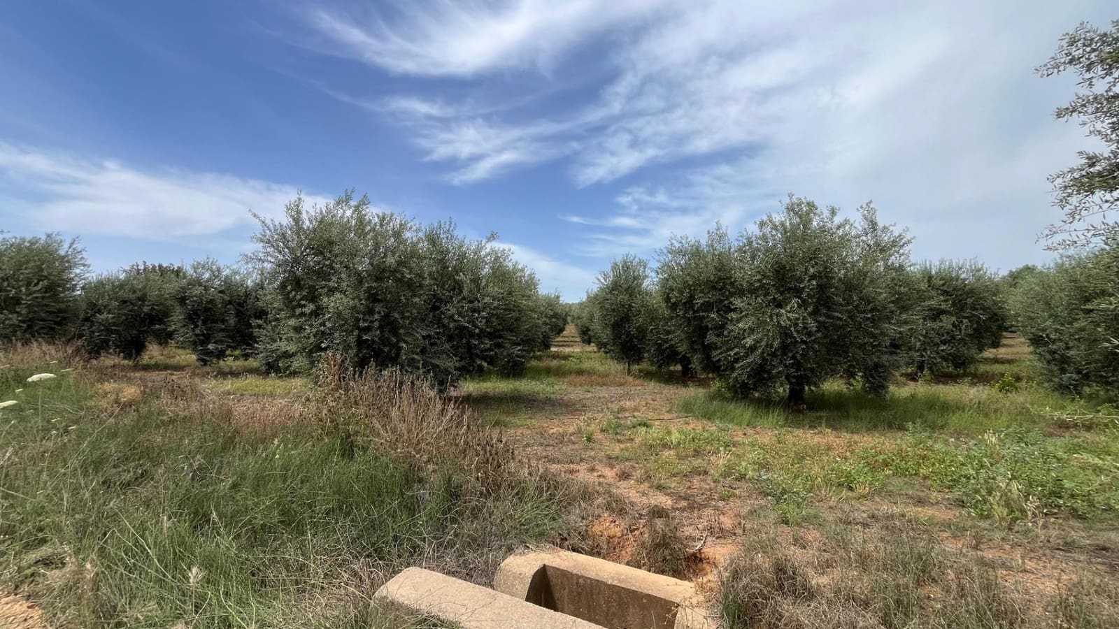 Ubebygd land til salgs i Pilas - € 60 000 (Ref: 9865254)