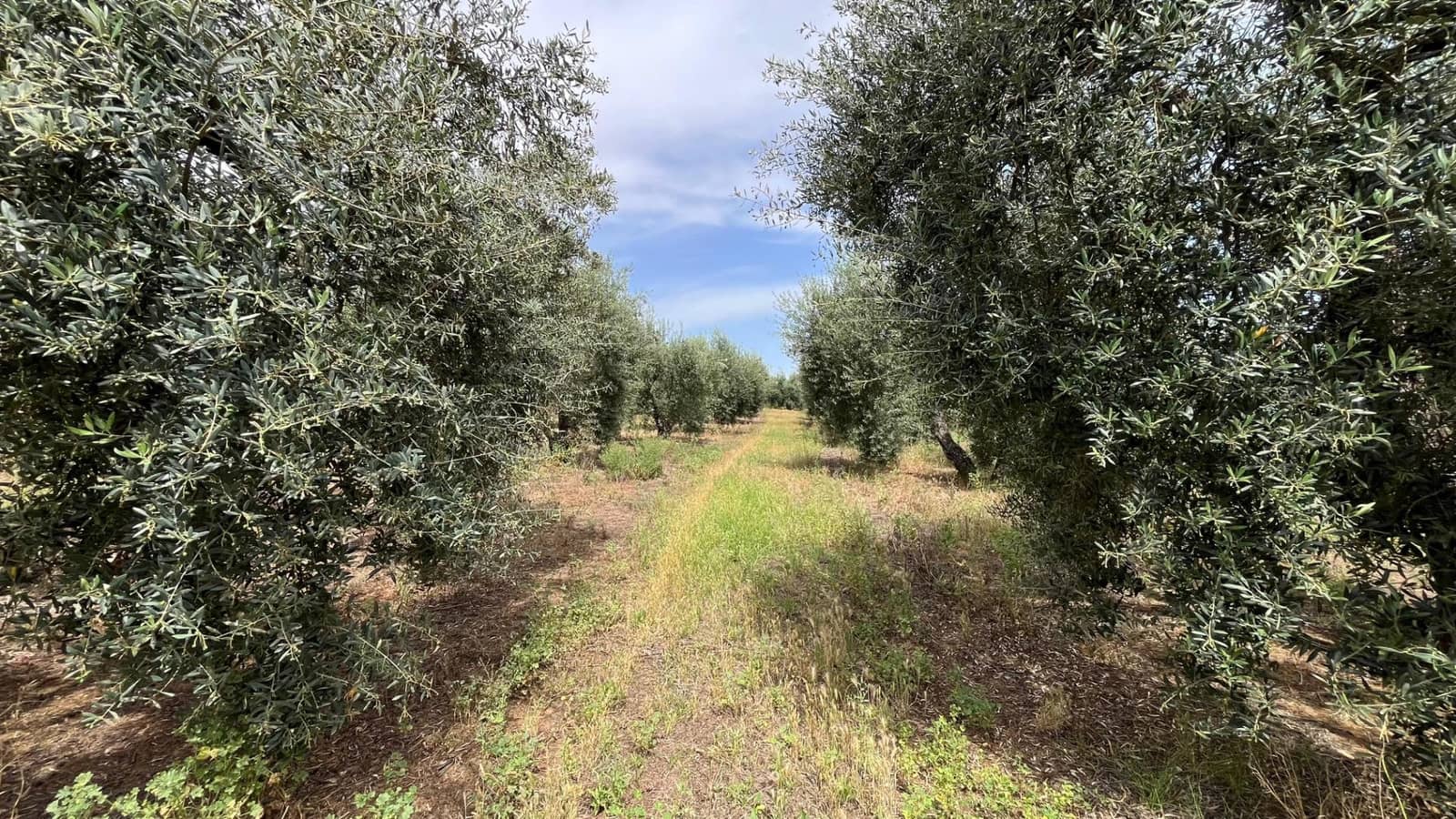 Ubebygd land til salgs i Pilas - € 60 000 (Ref: 9865254)