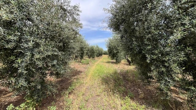 Ubebygd land til salgs i Pilas - € 60 000 (Ref: 9865254)