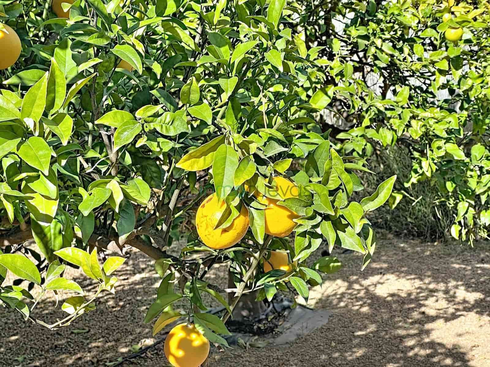 2 camera da letto Finca/Casa di Campagna in vendita in Cuevas del Almanzora con piscina - 220.000 € (Rif: 9427319)