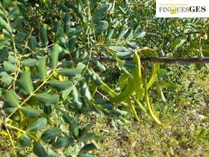 Finca/Casa Rural en La Secuita en venta - 55.900 € (Ref: 9827726)