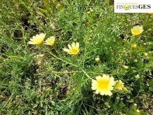 Finca/Casa Rural en La Secuita en venta - 55.900 € (Ref: 9827726)