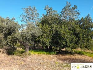 Grunde uden byggetilladelser til salg i La Maso - € 19.900 (Ref: 9827728)