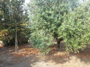 1 sovrum Finca/Hus på landet till salu i La Maso - 75 000 € (Ref: 9989819)