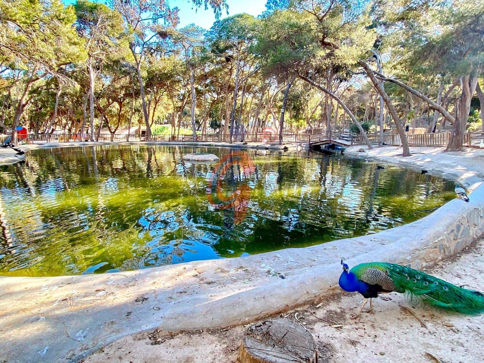 Estúdio para venda em Guardamar del Segura - 94 900 € (Ref: 9423908)