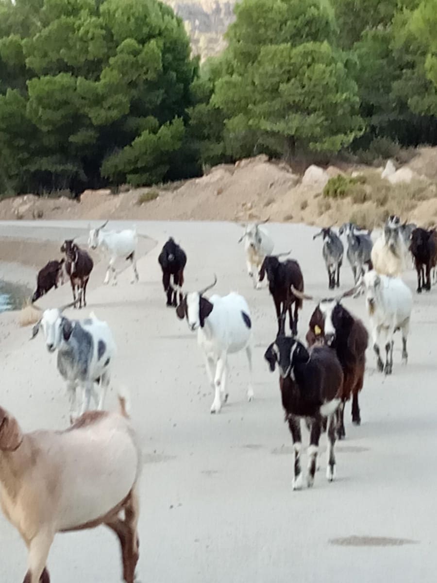 3 soveværelse Finca/Landehus til salg i Totana - € 306.000 (Ref: 8624255)