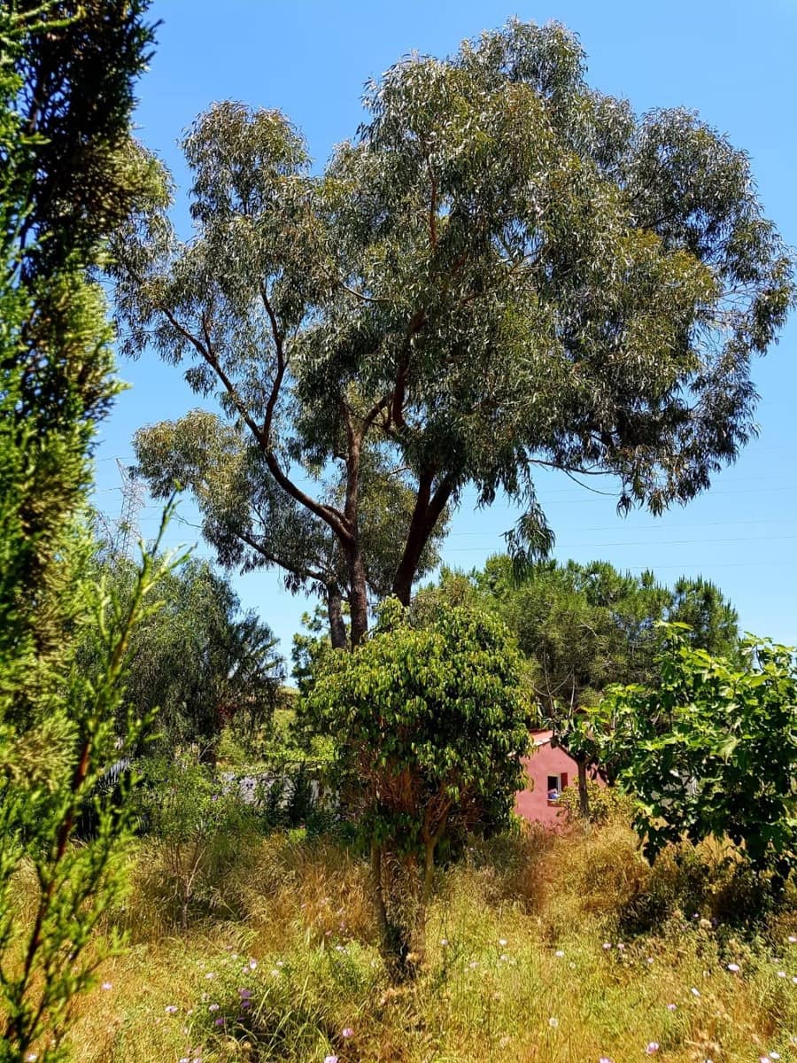 3 chambre Finca/Maison de Campagne à vendre à Las Palas avec garage - 199 900 € (Ref: 9990697)