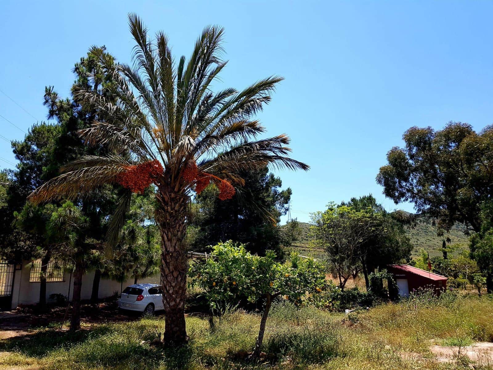 3 chambre Finca/Maison de Campagne à vendre à Las Palas avec garage - 199 900 € (Ref: 9990697)