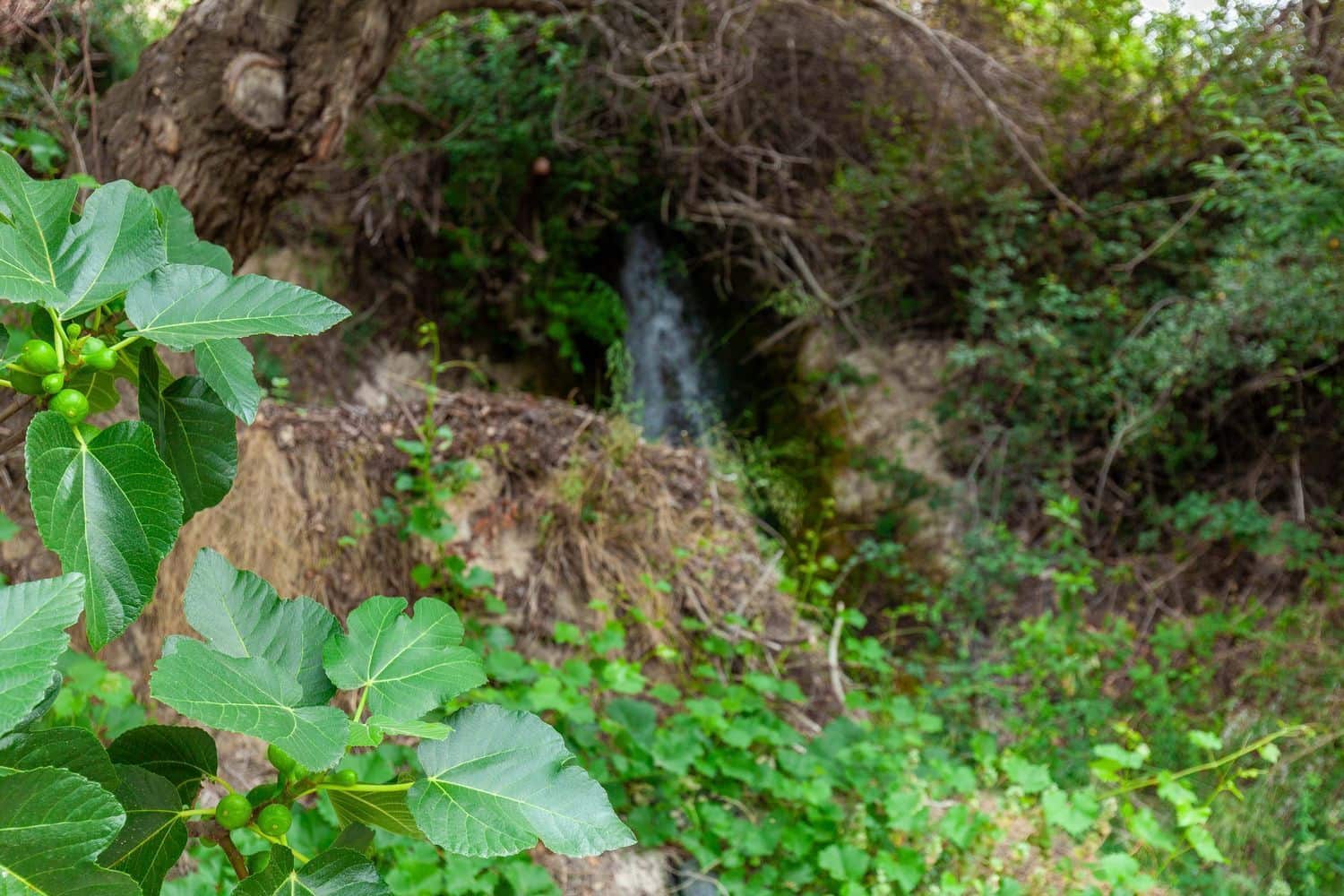 6 chambre Finca/Maison de Campagne à vendre à Velez-Blanco avec garage - 219 900 € (Ref: 8386998)