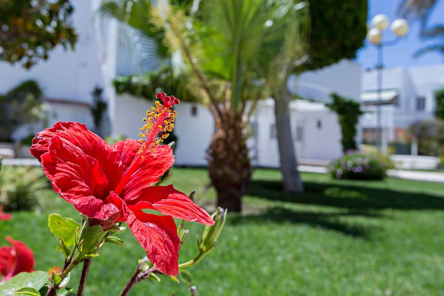 2 soveværelse Lejlighed til leje i Vera med swimmingpool garage - € 850 (Ref: 8709015)