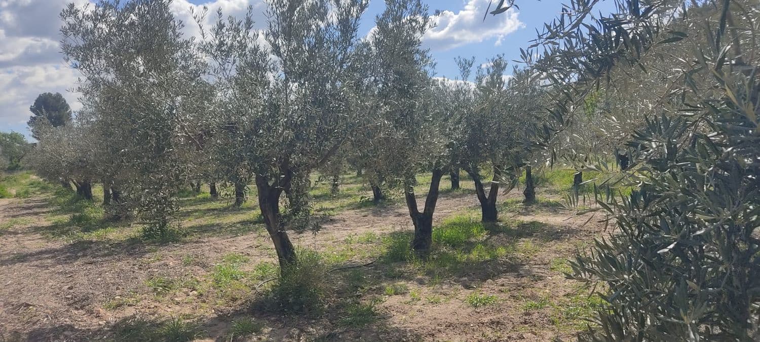 Grunde uden byggetilladelser til salg i Sorbas - € 29.900 (Ref: 8907120)