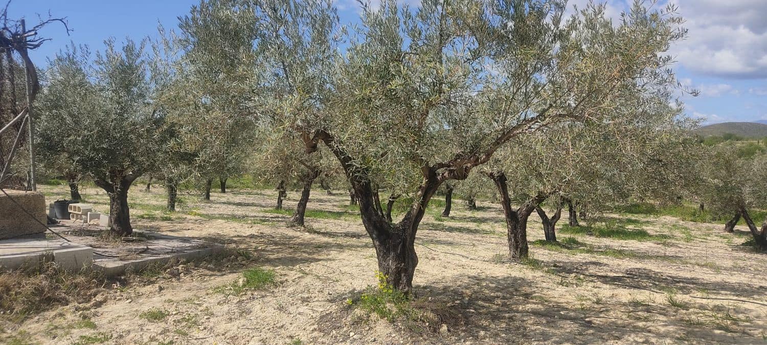 Grunde uden byggetilladelser til salg i Sorbas - € 29.900 (Ref: 8907120)