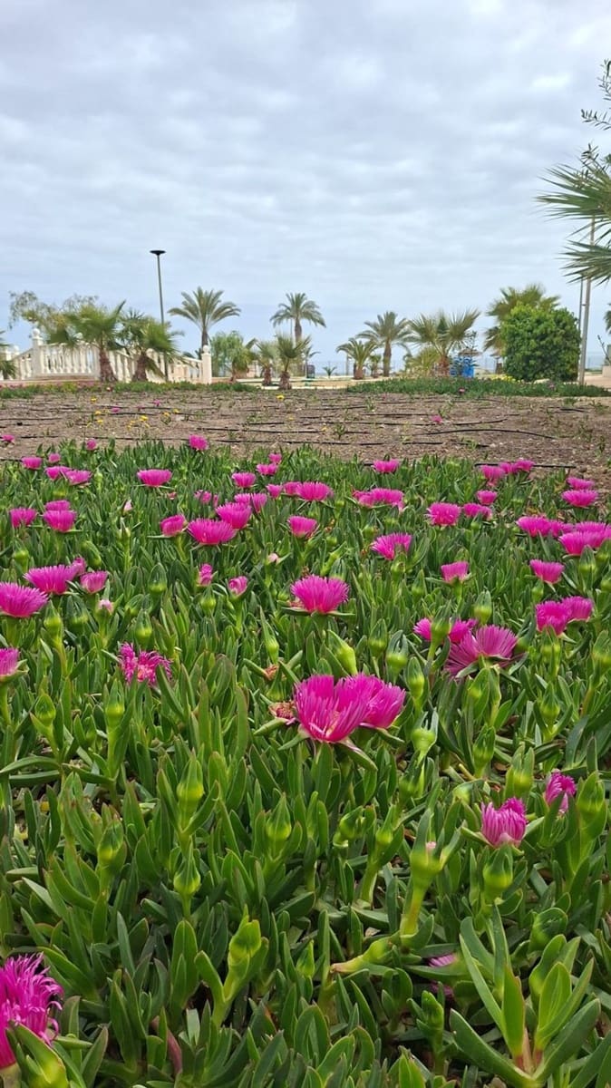 1 quarto Apartamento para venda em Vera com piscina garagem - 132 500 € (Ref: 9731571)