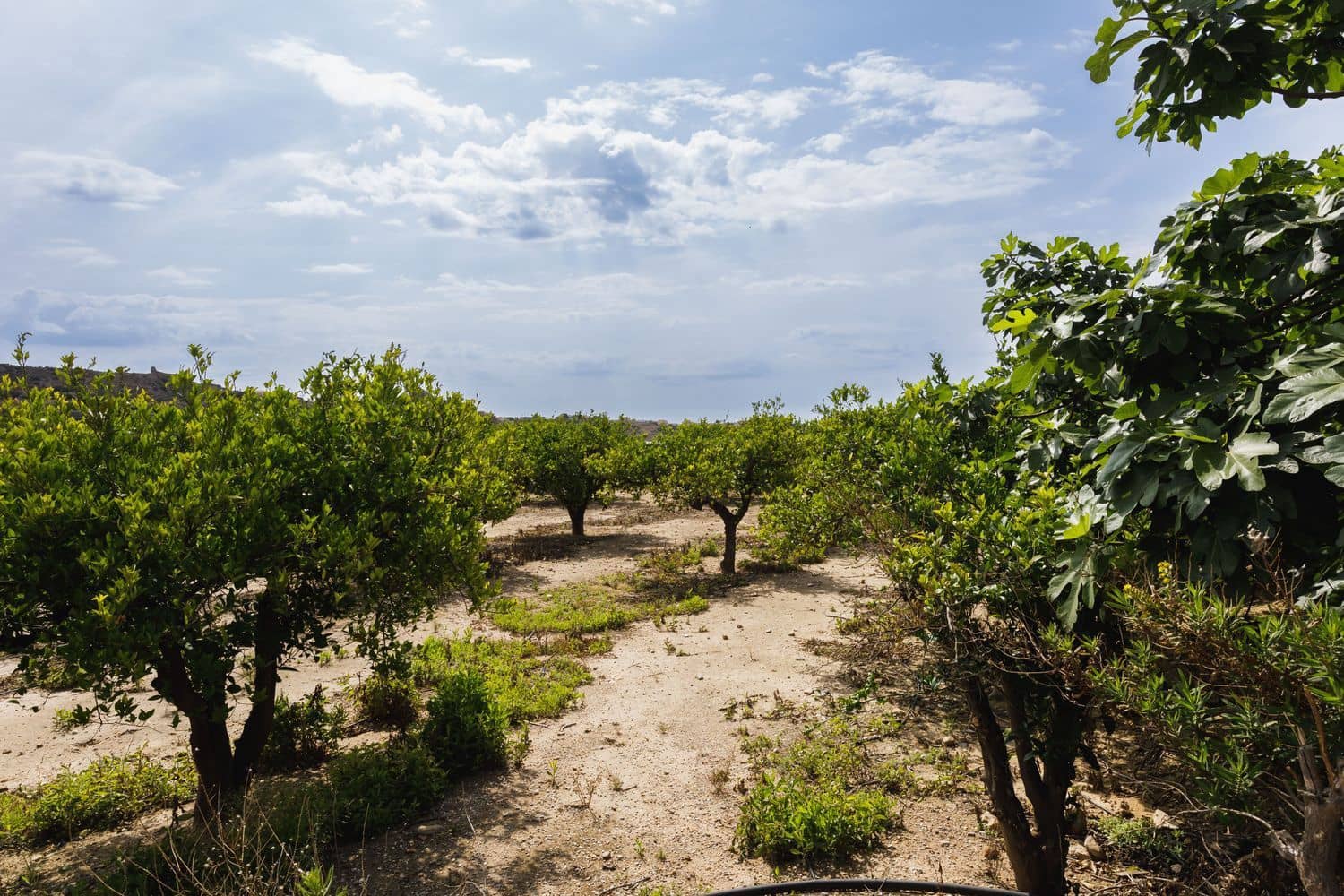 Terre non Aménagée à vendre à Antas - 130 000 € (Ref: 9755063)