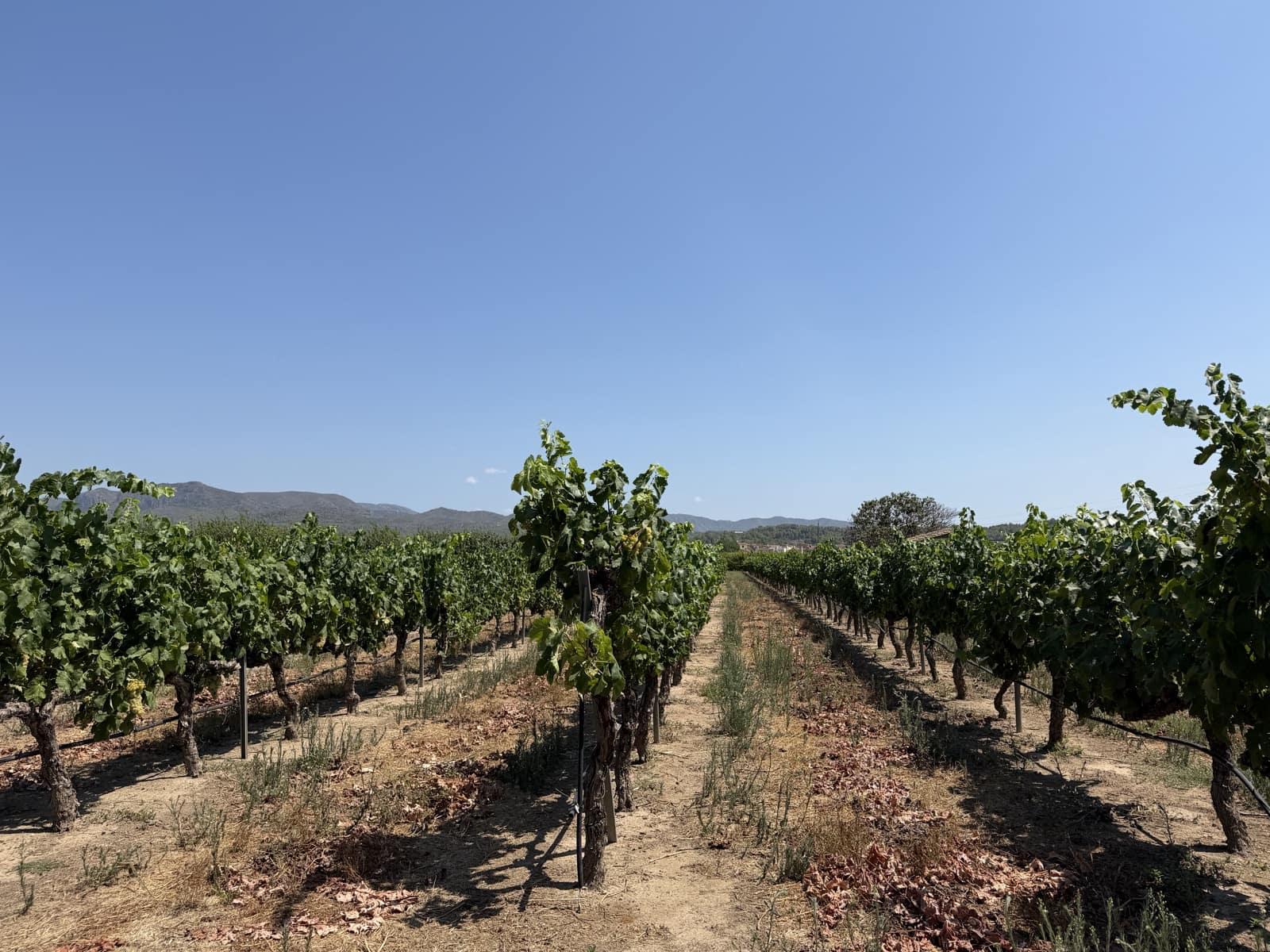 1 camera da letto Finca/Casa di Campagna in vendita in Ginestar - 68.000 € (Rif: 10004858)