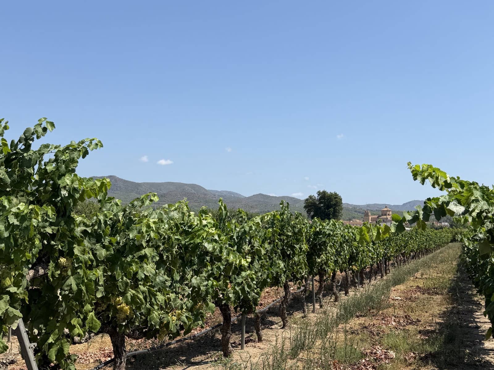Finca/Casa Rural de 1 habitación en Ginestar en venta - 68.000 € (Ref: 10004858)