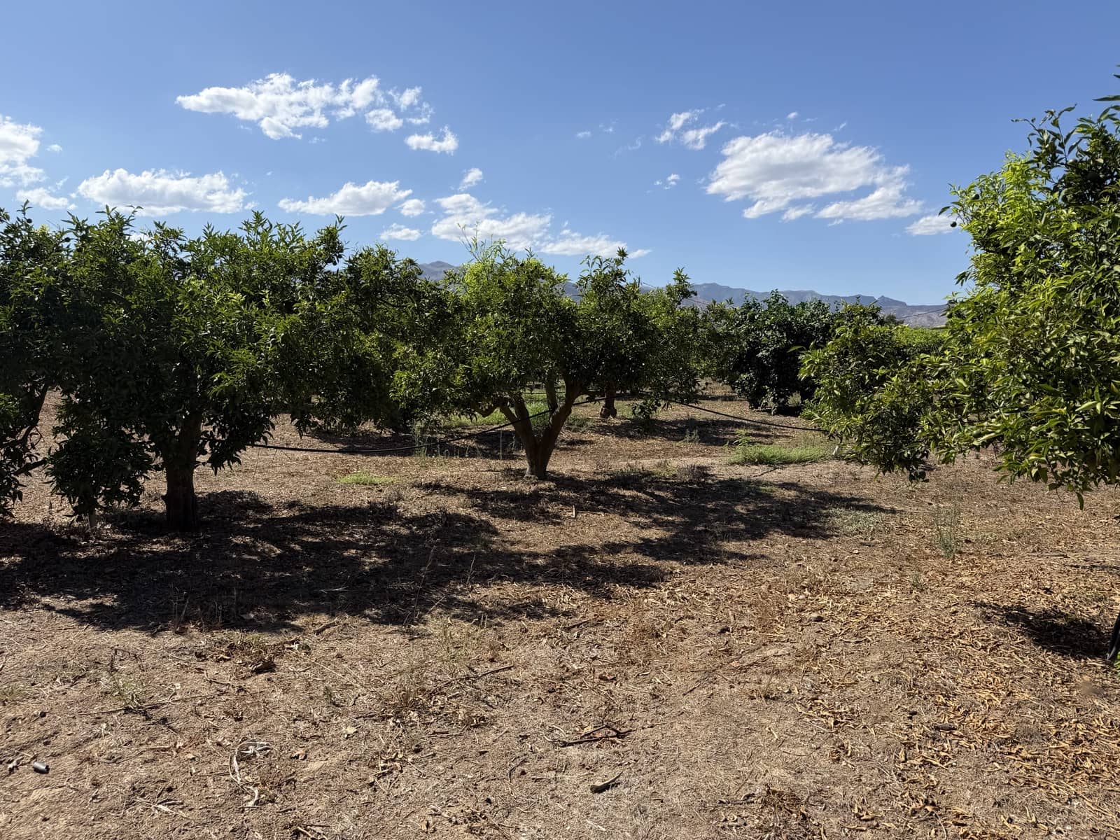 Finca/Landhuis te koop in Aldover - € 30.000 (Ref: 10038541)