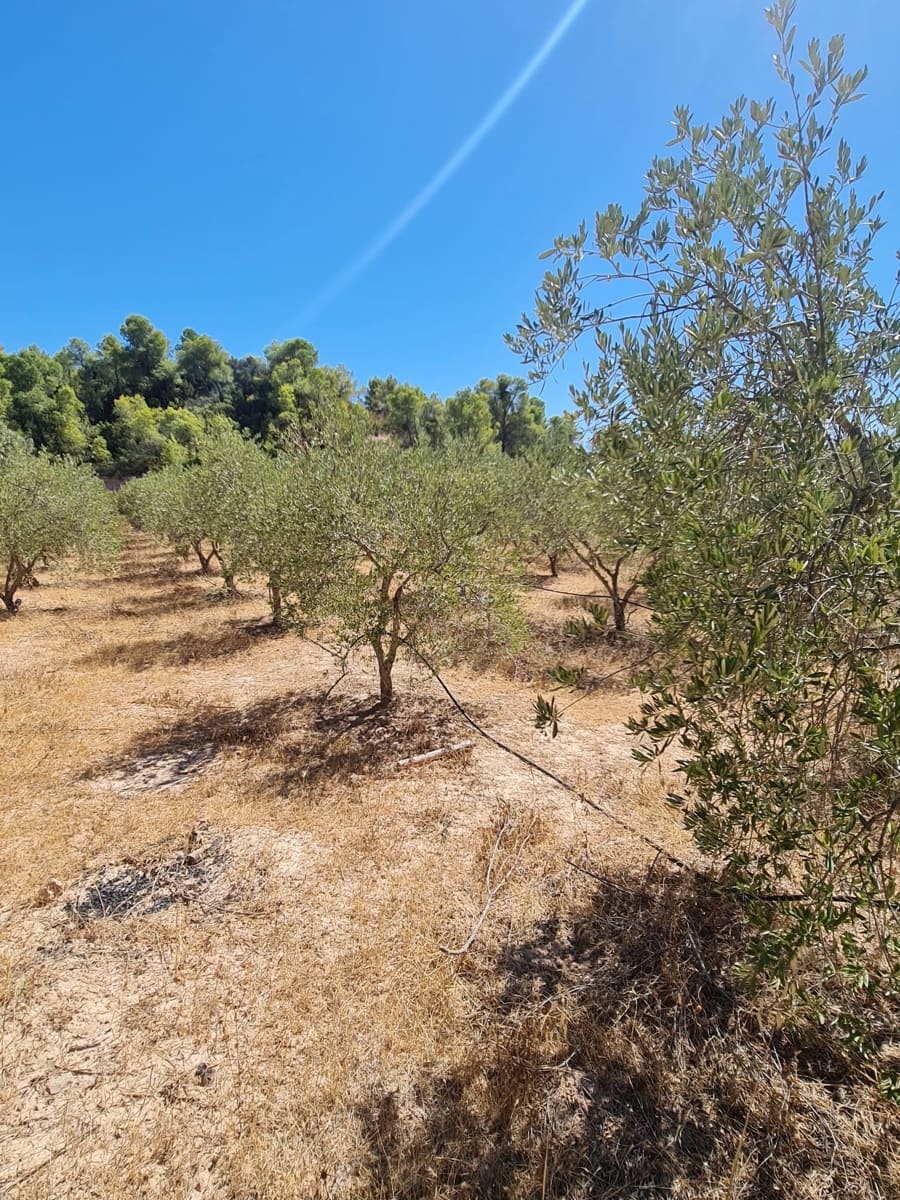 Finca/Casa di Campagna in vendita in Flix - 15.000 € (Rif: 10091444)