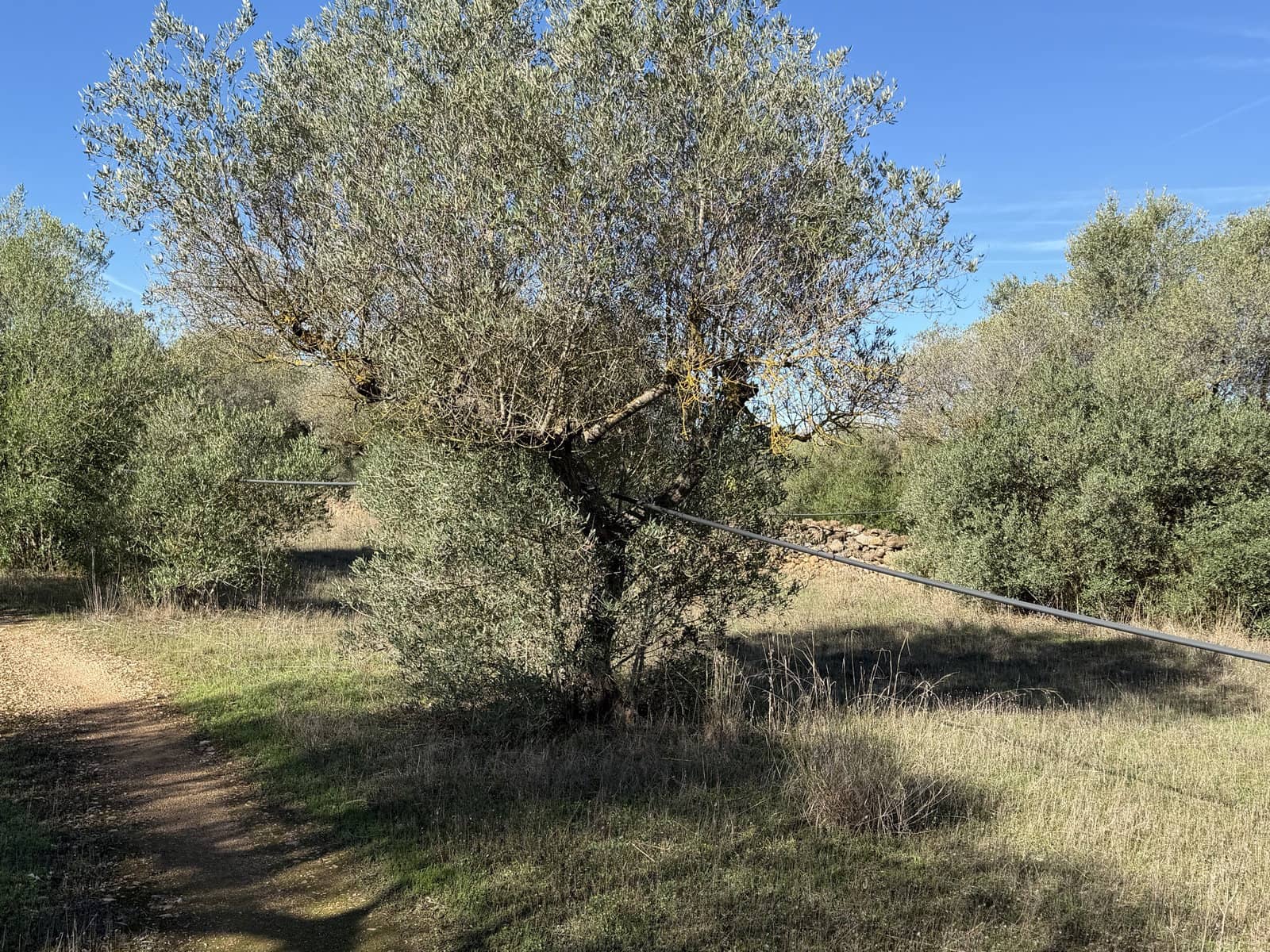 Finca/Landehus til salg i Ginestar - € 10.000 (Ref: 10157422)