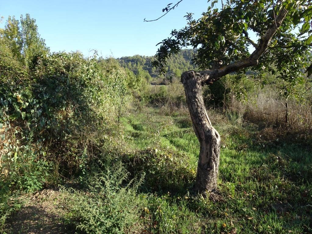 Finca/Country House for sale in Arens de Lledo - € 30,000 (Ref: 10165418)