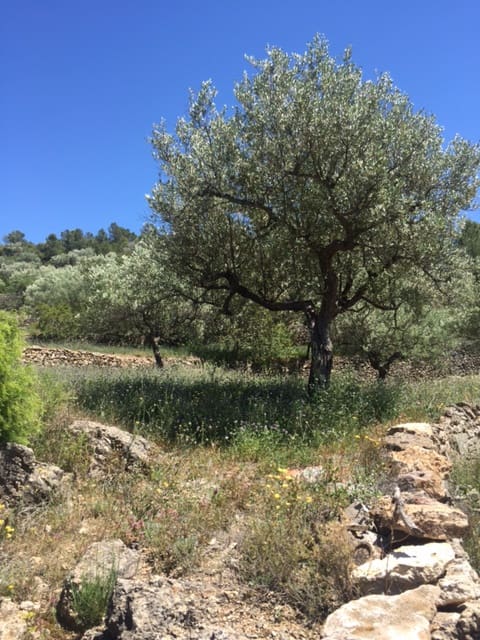 1 soveværelse Finca/Landehus til salg i Benifallet - € 25.000 (Ref: 5467060)