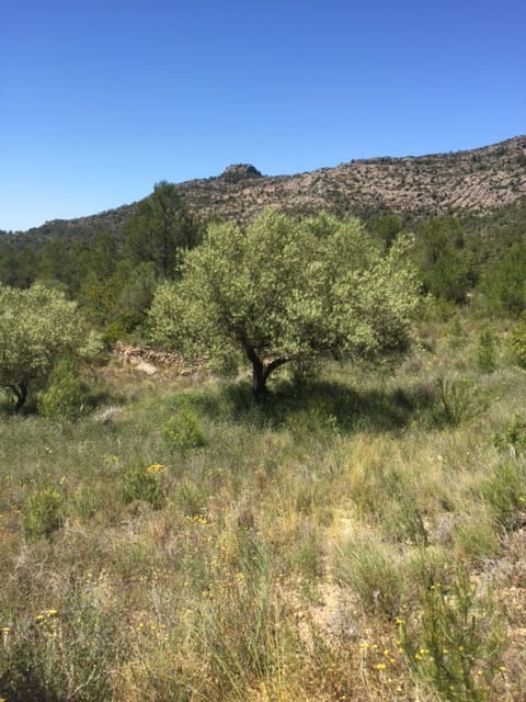 1 soveværelse Finca/Landehus til salg i Benifallet - € 25.000 (Ref: 5467060)