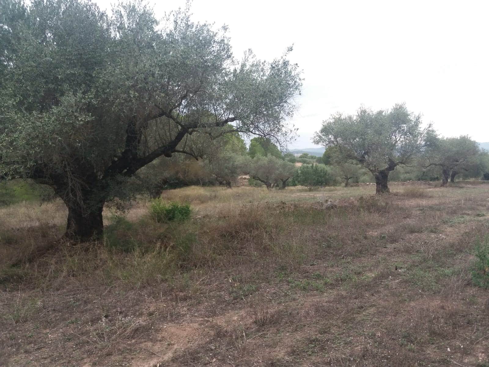 Finca/Maison de Campagne à vendre à Rasquera - 68 000 € (Ref: 5467119)