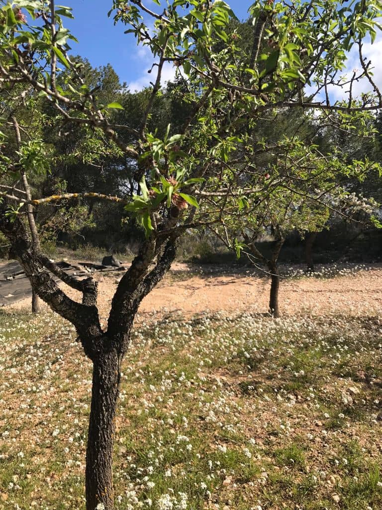 3 bedroom Finca/Country House for sale in Móra d'Ebre € 42,000 (Ref