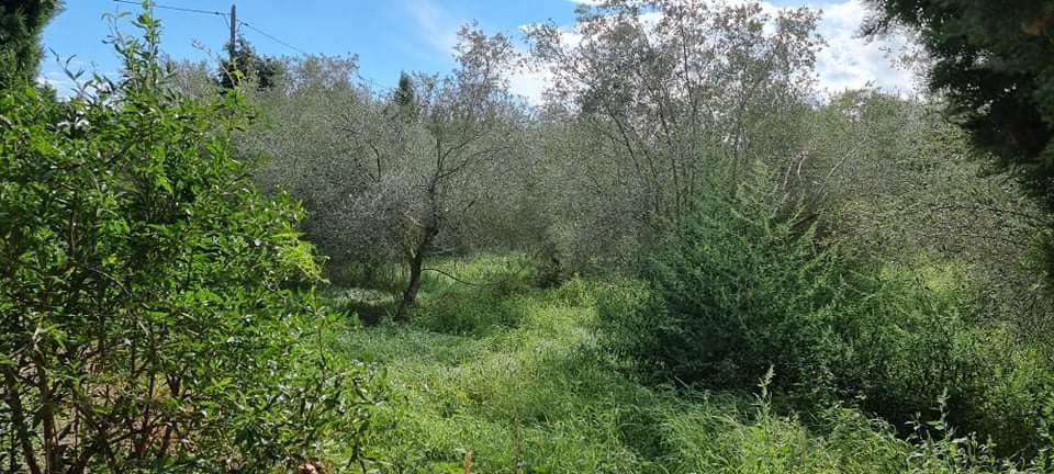 Finca/Landehus til salg i Mora la Nova - € 115.000 (Ref: 6341734)