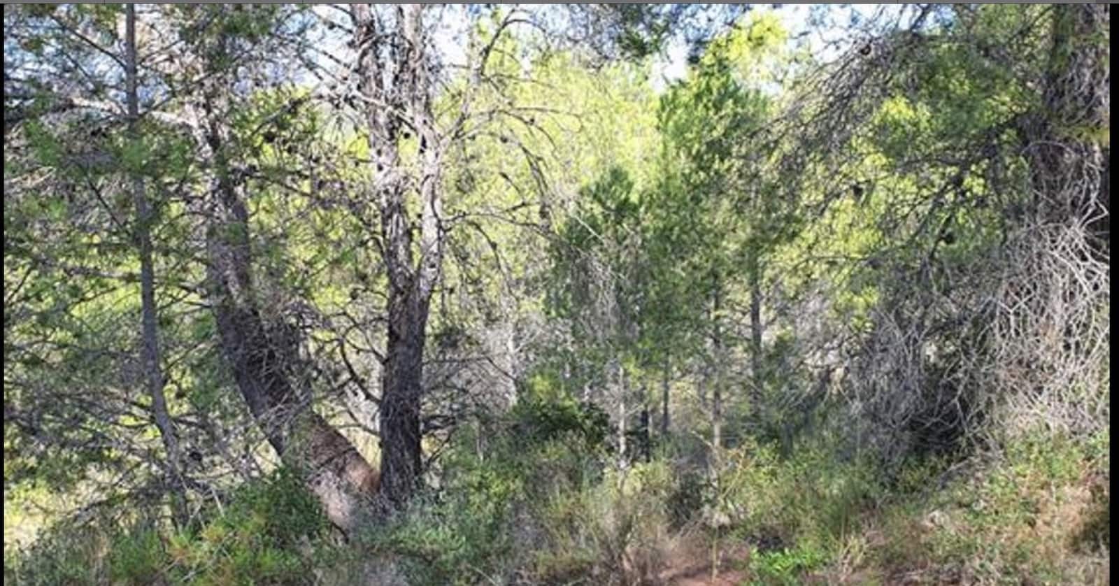 Finca/Casa di Campagna in vendita in Benifallet - 15.000 € (Rif: 6509172)