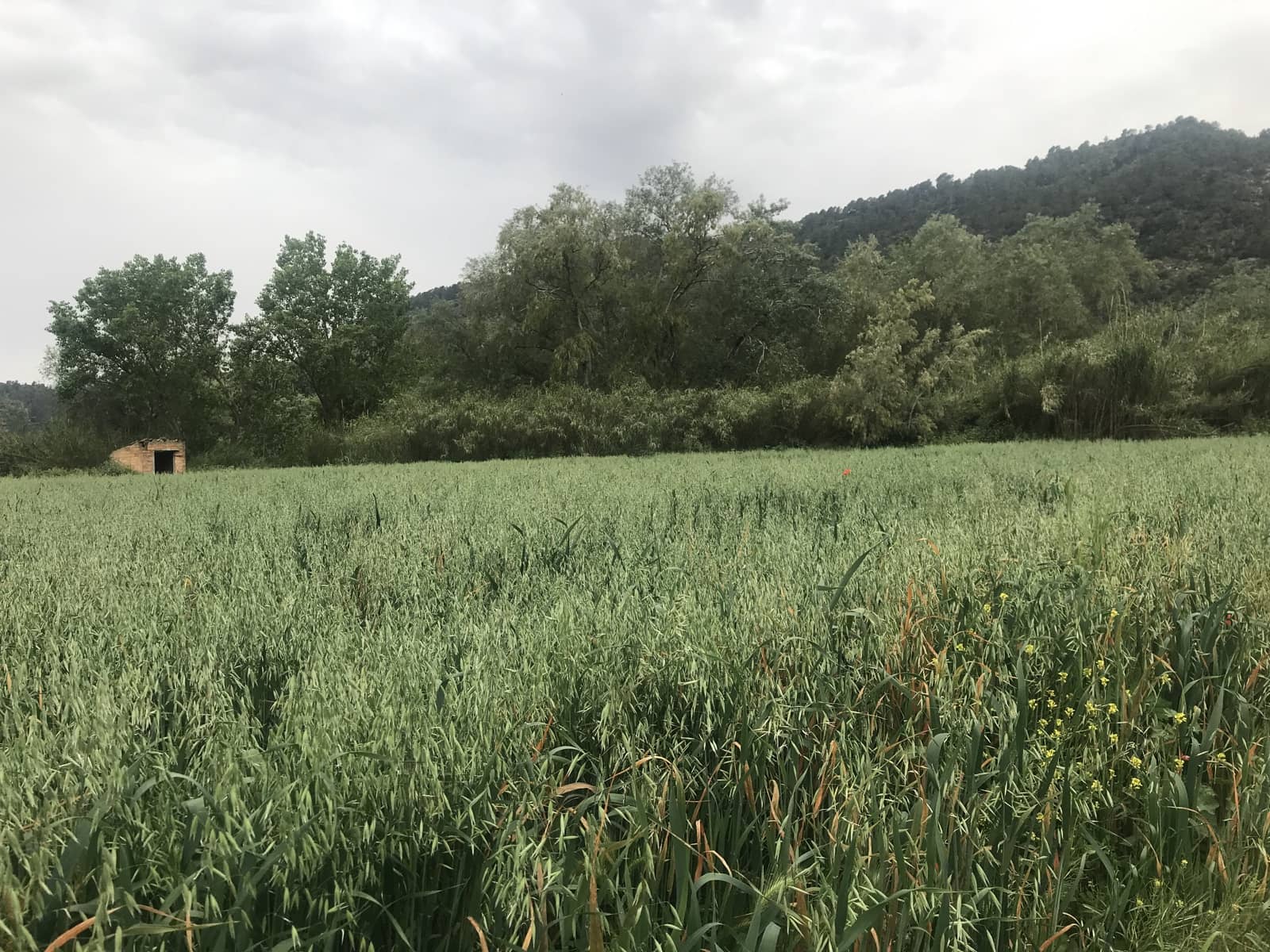 Finca/Herregård til salgs i Benifallet - € 18 000 (Ref: 6807836)