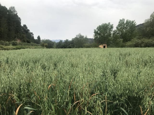 Finca/Herregård til salgs i Benifallet - € 18 000 (Ref: 6807836)