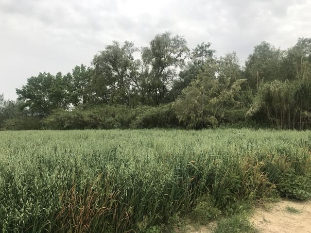 Finca/Herregård til salgs i Benifallet - € 18 000 (Ref: 6807836)