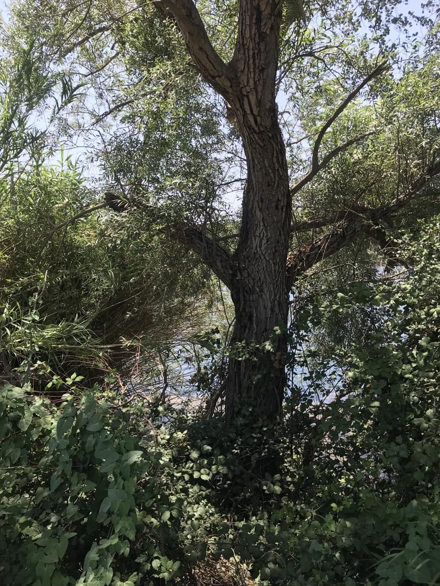 Finca/Landehus til salg i Benifallet - € 98.000 (Ref: 7681863)