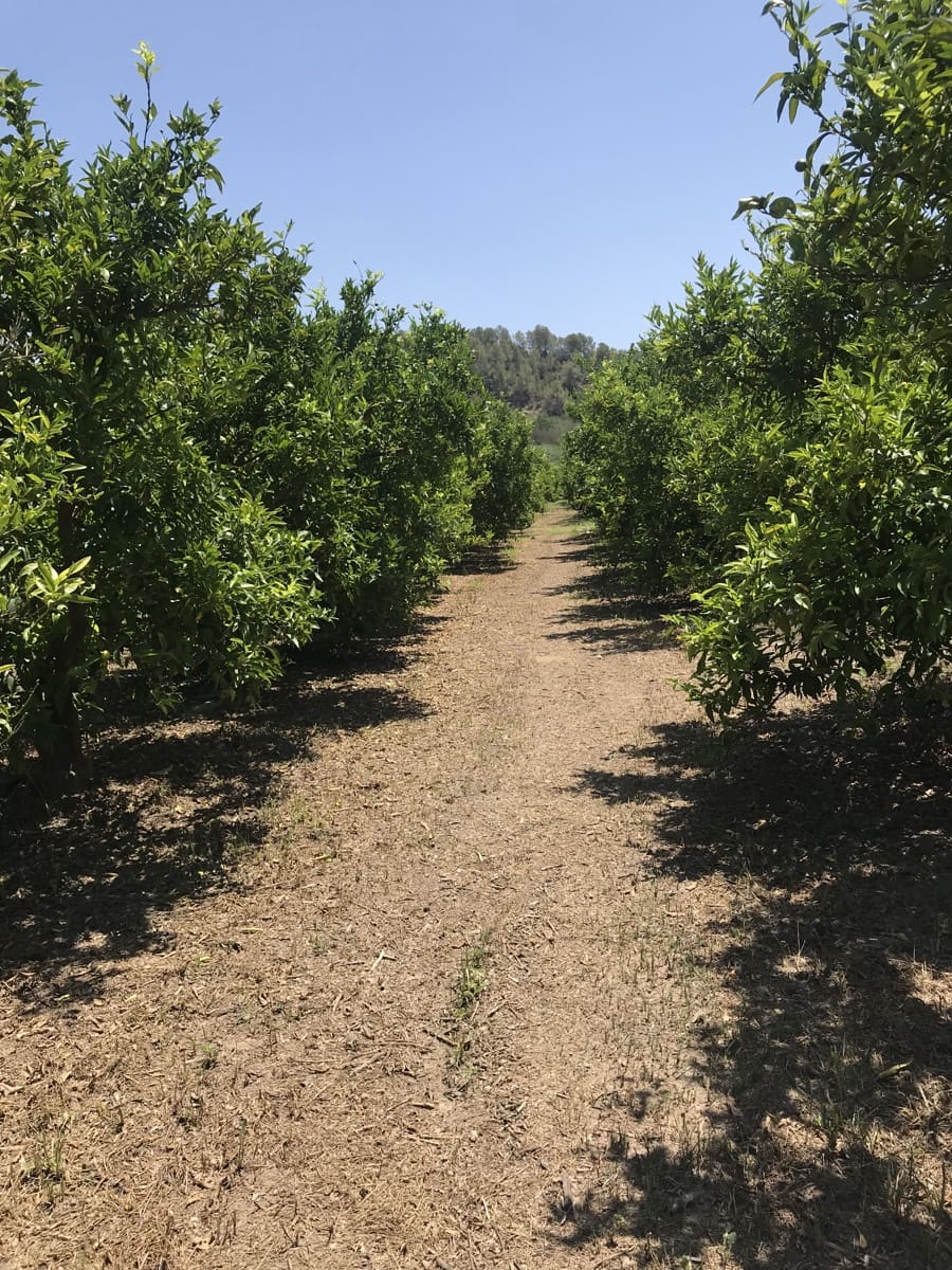 Finca/Landehus til salg i Benifallet - € 98.000 (Ref: 7681863)