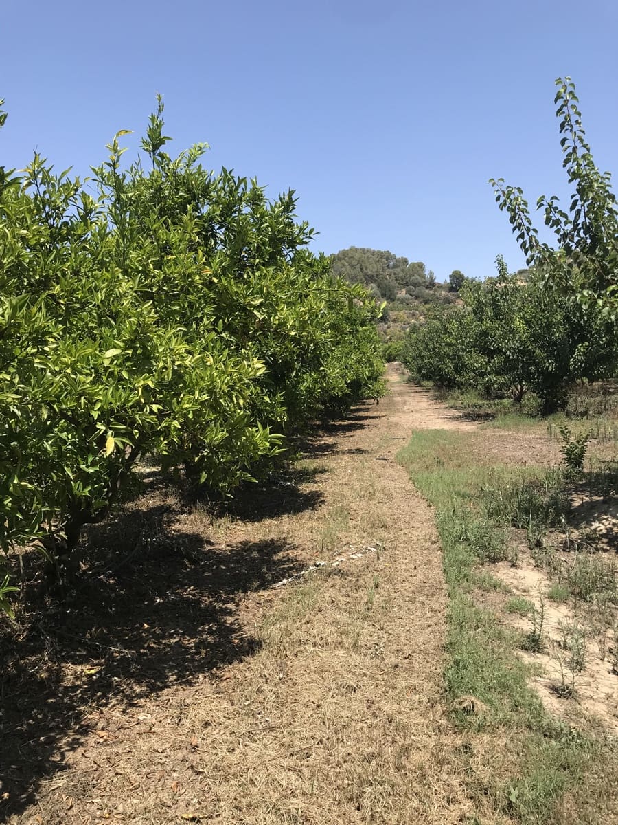 Finca/Landehus til salg i Benifallet - € 98.000 (Ref: 7681863)