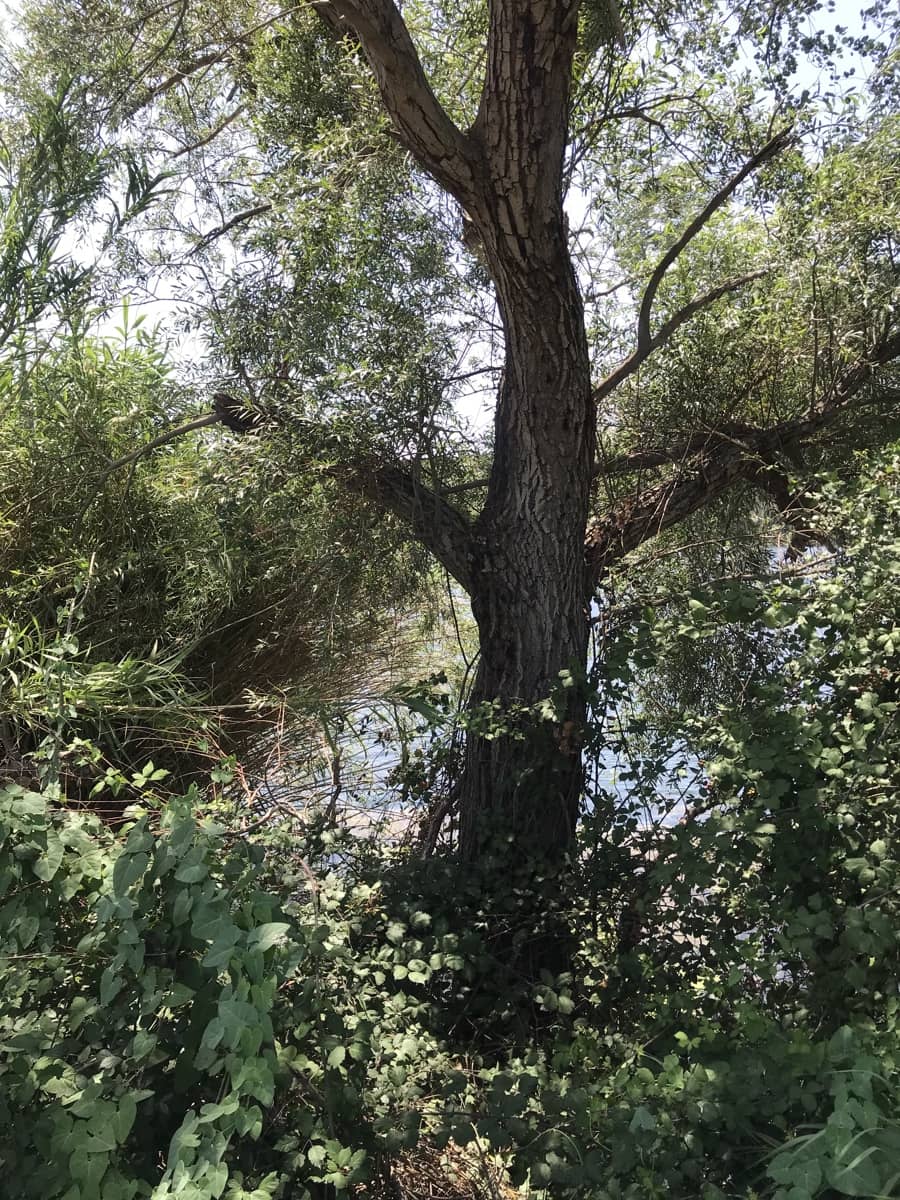 Finca/Landehus til salg i Benifallet - € 98.000 (Ref: 7681863)